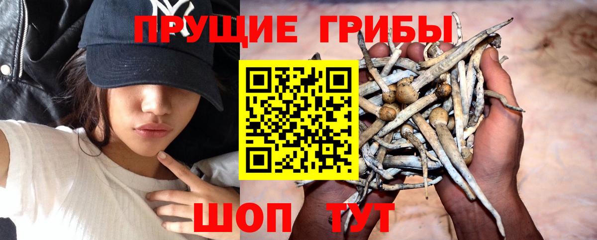 Псилоцибиновые грибы GOLDEN TEACHER Рыбинск